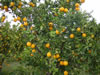 Orange grove